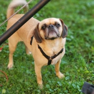 Meet your Posher, Barbi